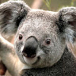 Meet your Posher, Minghui